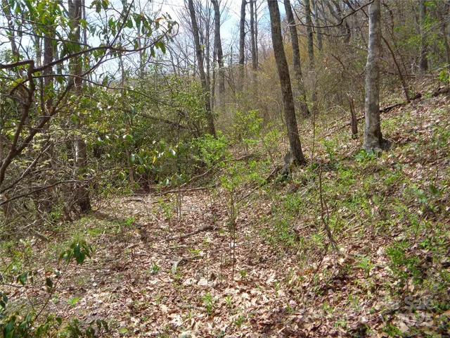 a view of a yard with large trees