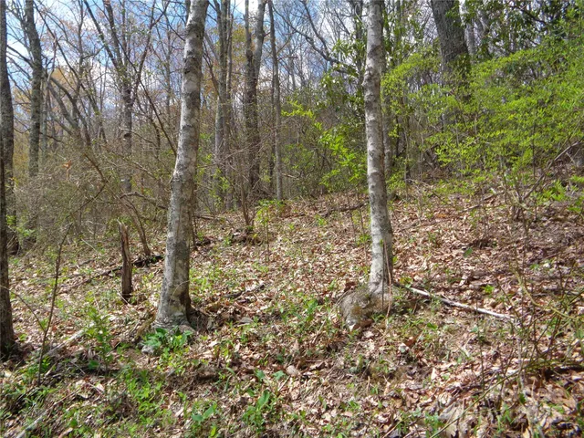 a view of a forest with trees