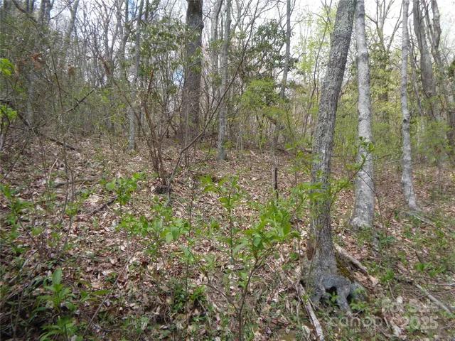 a view of a forest with lots of trees