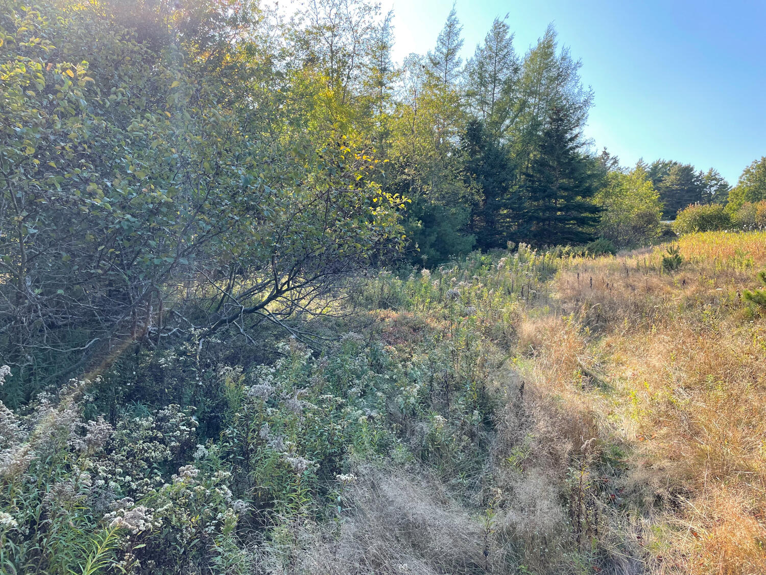 0 Country Way Bar Harbor, ME 04609 - Photo 14 of 22 IMG_0867