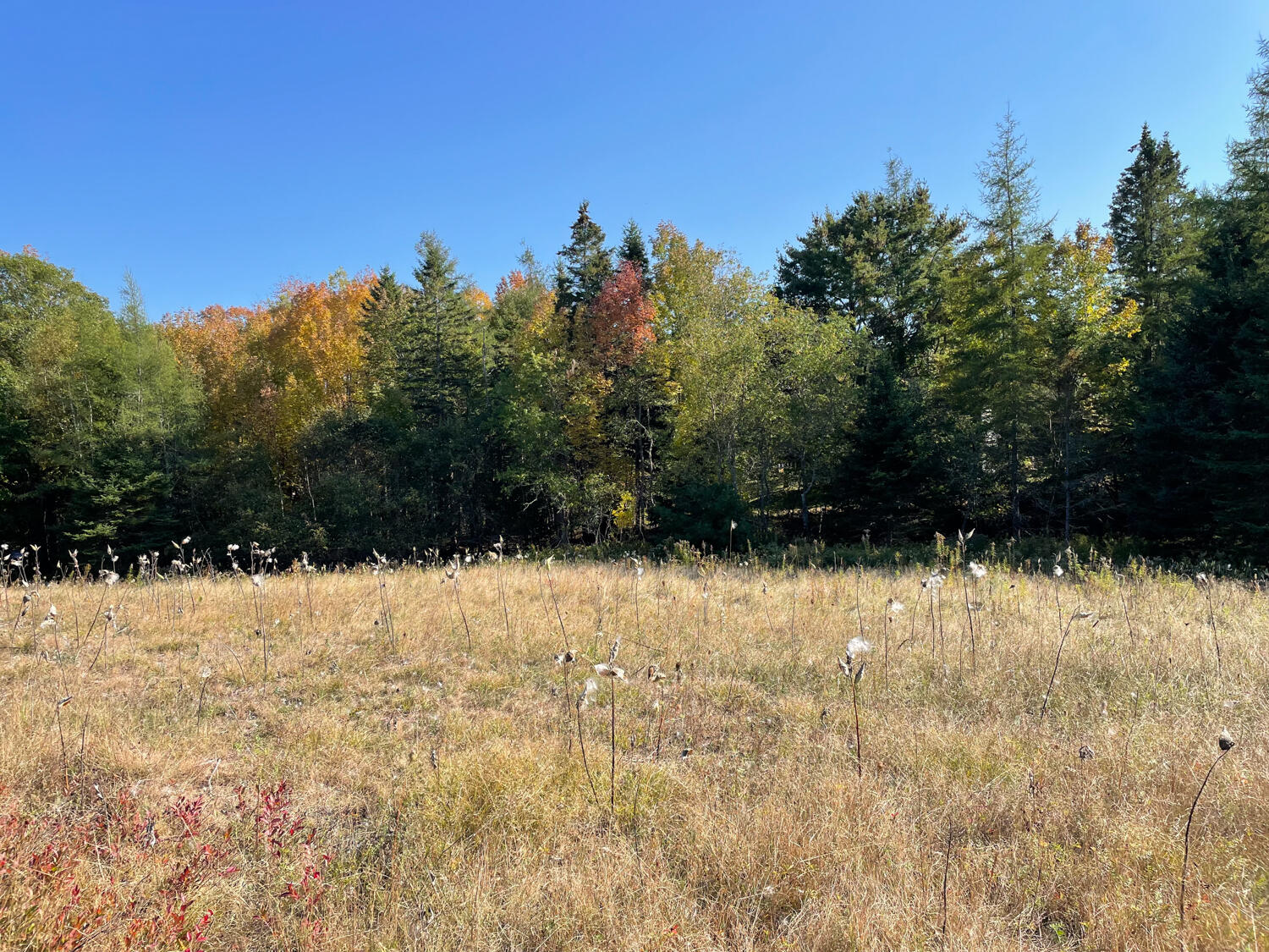 0 Country Way Bar Harbor, ME 04609 - Photo 21 of 22 IMG_0874