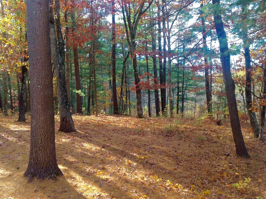 99 Keyes Road Westford, MA 01886 - Photo 20 of 20 a backyard of a house with lots of green space