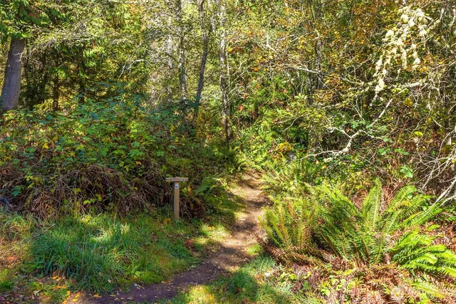 a view of a lush green forest
