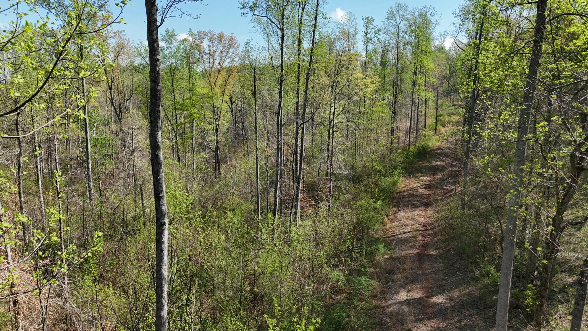 a view of a yard and trees