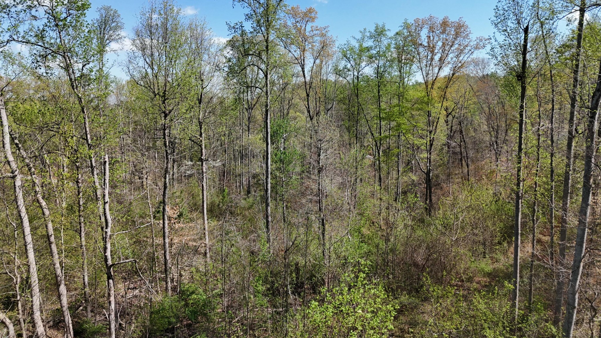0 County Road 675 Athens, TN 37303 - Photo 2 of 11 a view of a forest with a street