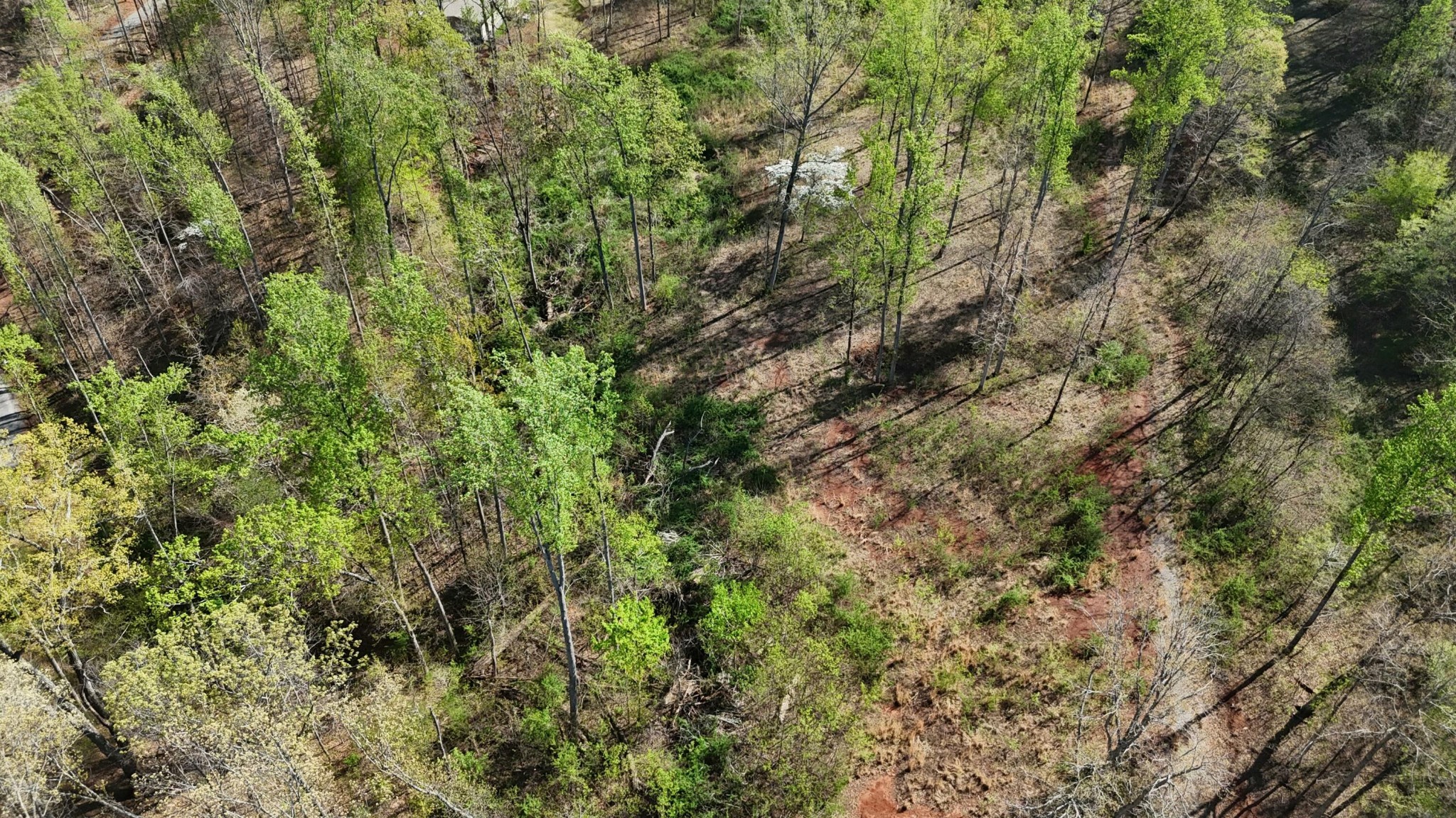 0 County Road 675 Athens, TN 37303 - Photo 3 of 11 a view of a lush green forest with large trees