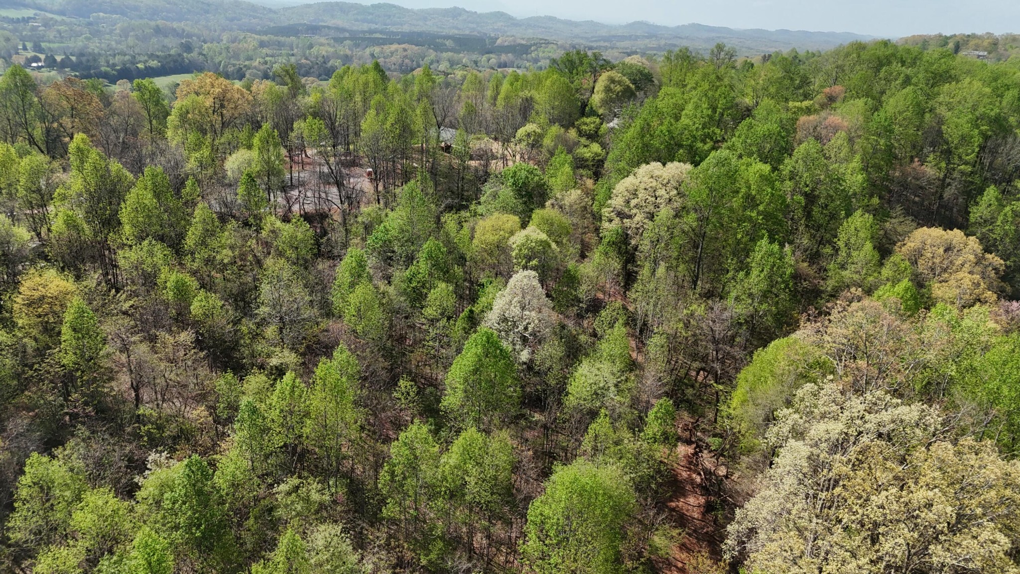 0 County Road 675 Athens, TN 37303 - Photo 6 of 11 a view of a forest with a lush green forest