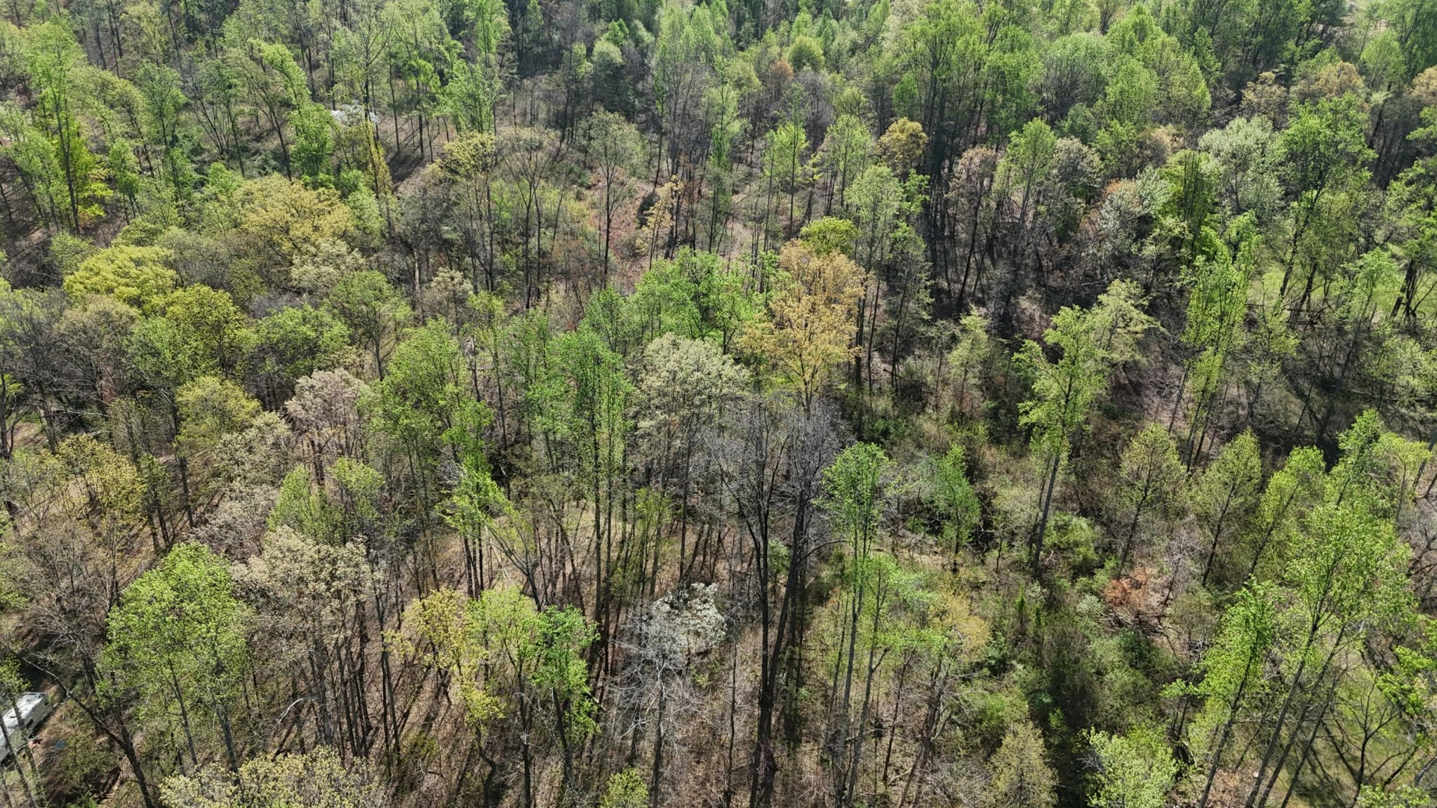 0 County Road 675 Athens, TN 37303 - Photo 9 of 11 a view of a forest with a tree