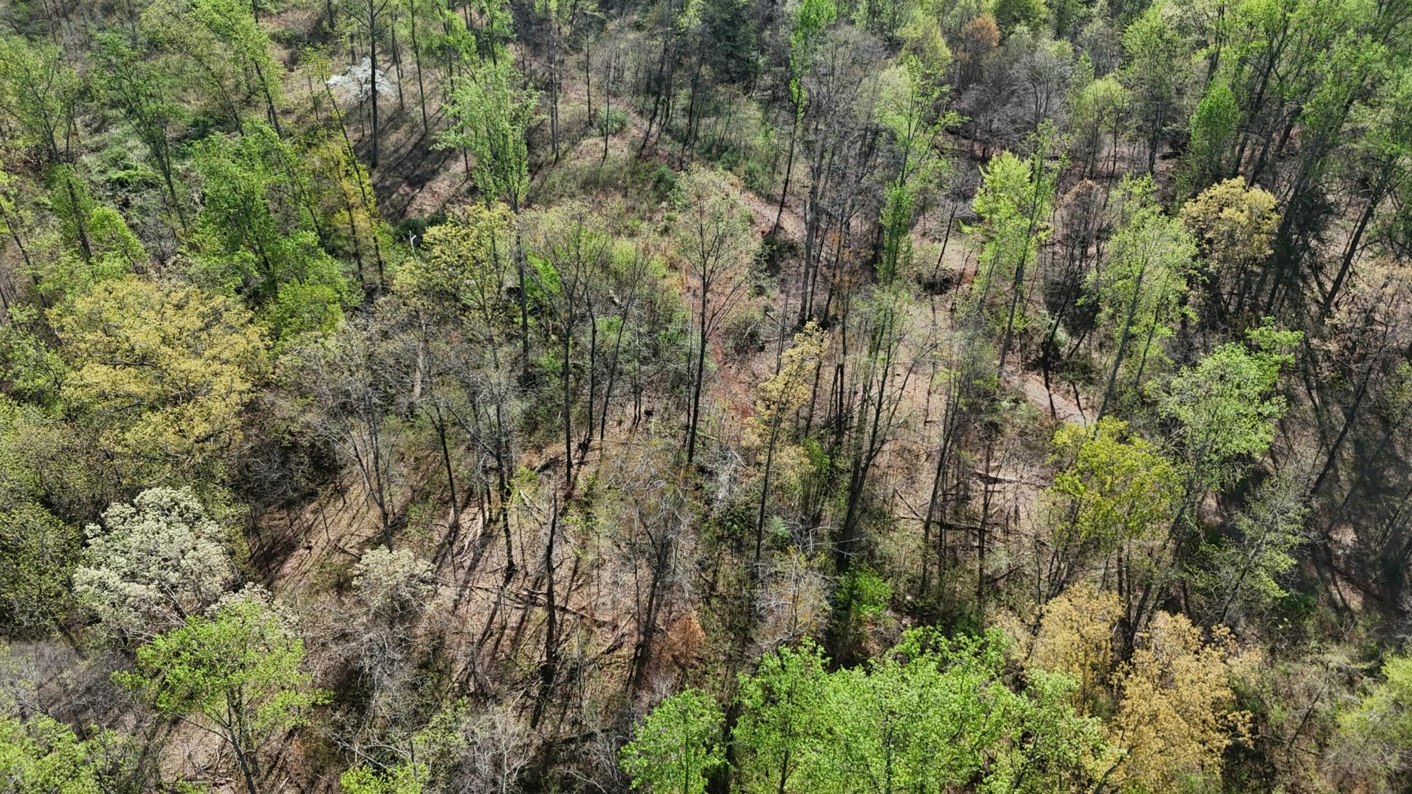 0 County Road 675 Athens, TN 37303 - Photo 10 of 11 a view of a forest with lush green forest