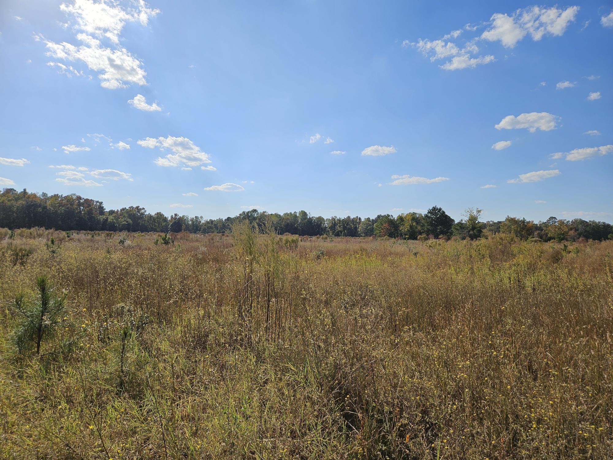 1501 South Brewington Road Manning, SC 29102 - Photo 18 of 21 LOOKING TOWARD THE FRONT