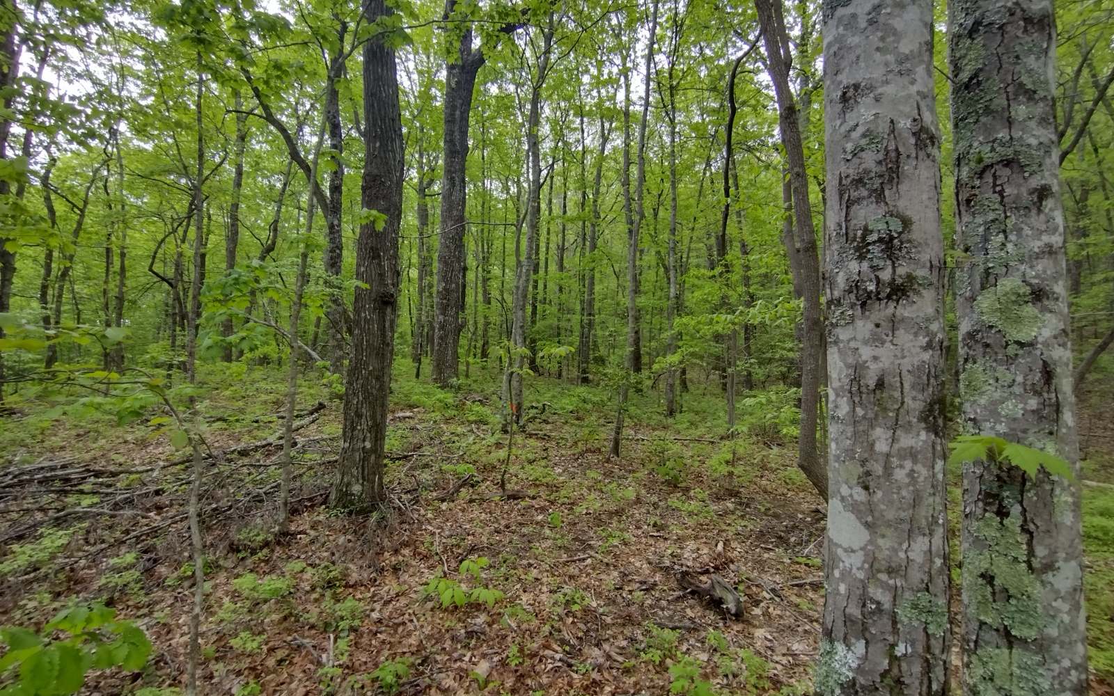 0 Cold Stream Trail Jasper, GA 30143 - Photo 29 of 31 Additional View