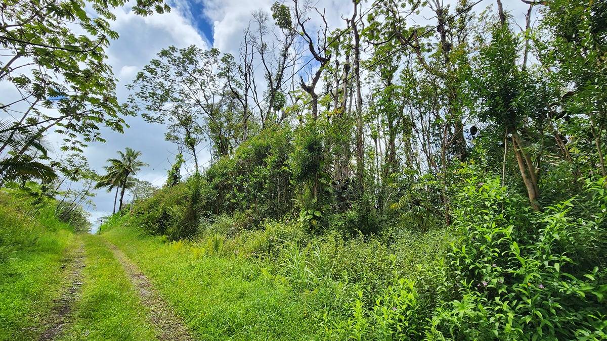 427 Maui Road Pahoa, HI 96778 - Photo 3 of 4 Gallery Image 3