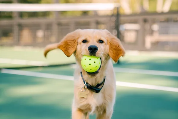 $4,650,000 | 2724 Tidal Lane, Johns Island, SC 29455