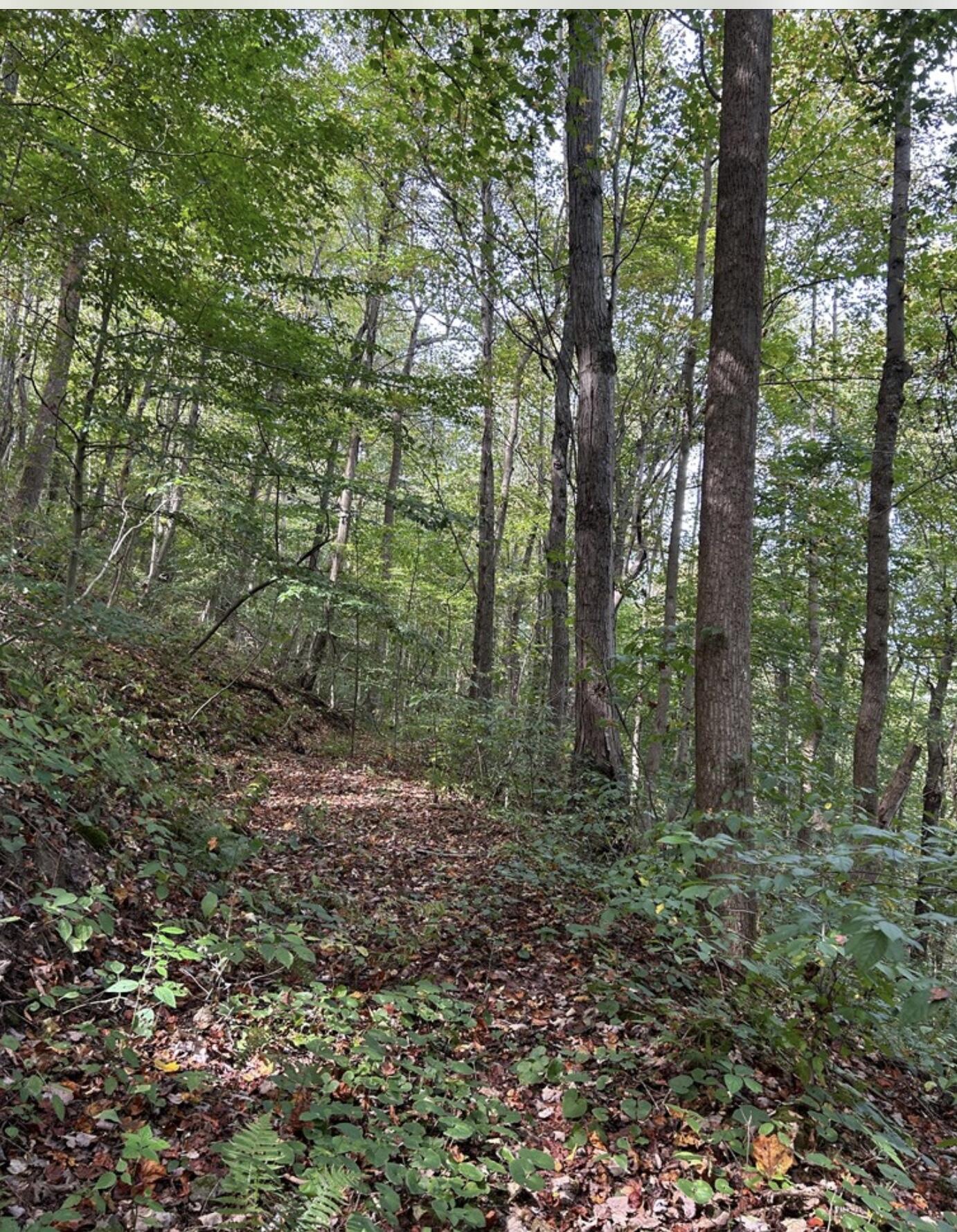 0 Gander Branch Road Vanceburg, KY 41179 - Photo 40 of 45 IMG_5981