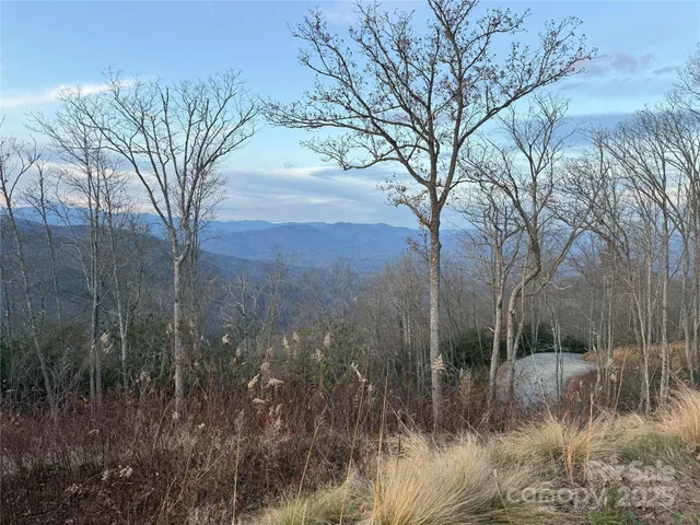 a view of a forest filled with trees
