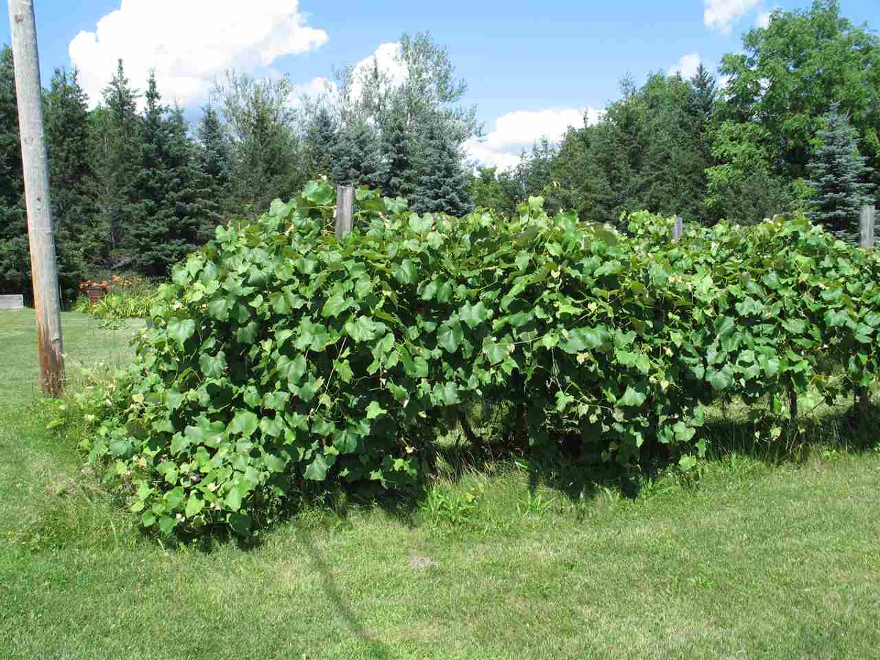 7624 West Esmond Road Hale, MI 48739 - Photo 17 of 41 1865342-16.JPG