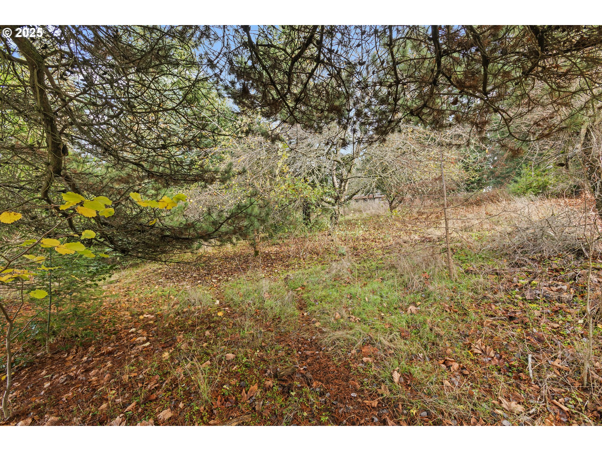 1782 Cole Road South Salem, OR 97306 - Photo 36 of 43 a view of forest