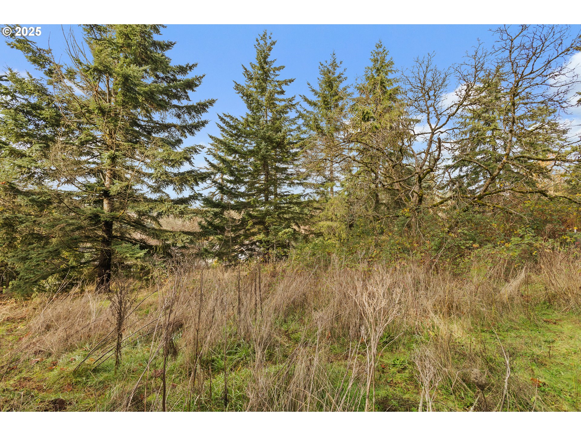 1782 Cole Road South Salem, OR 97306 - Photo 37 of 43 a view of a tree