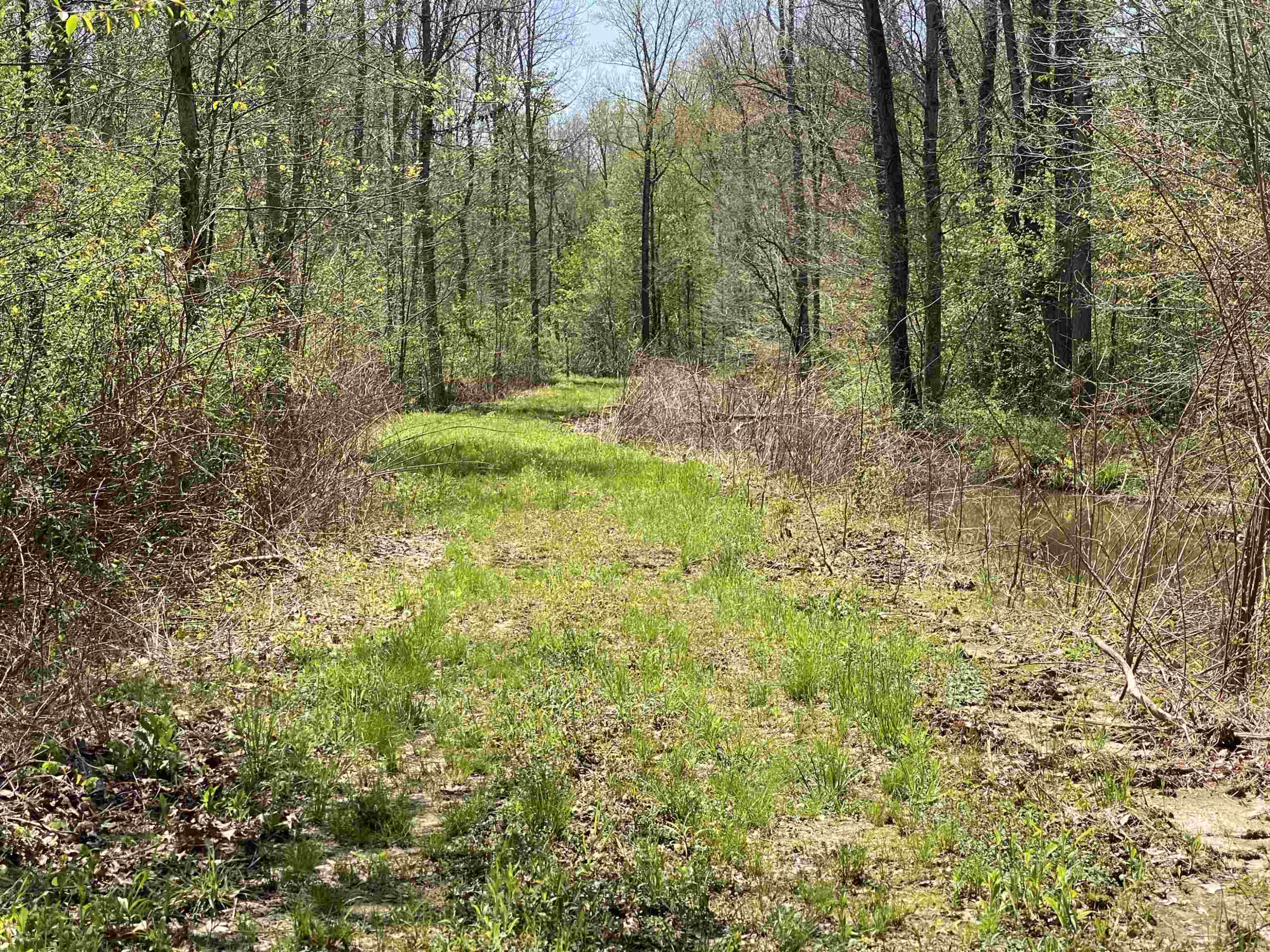 1690 Austin Springs Road Dukedom, TN 38226 - Photo 6 of 17 Photo 6
