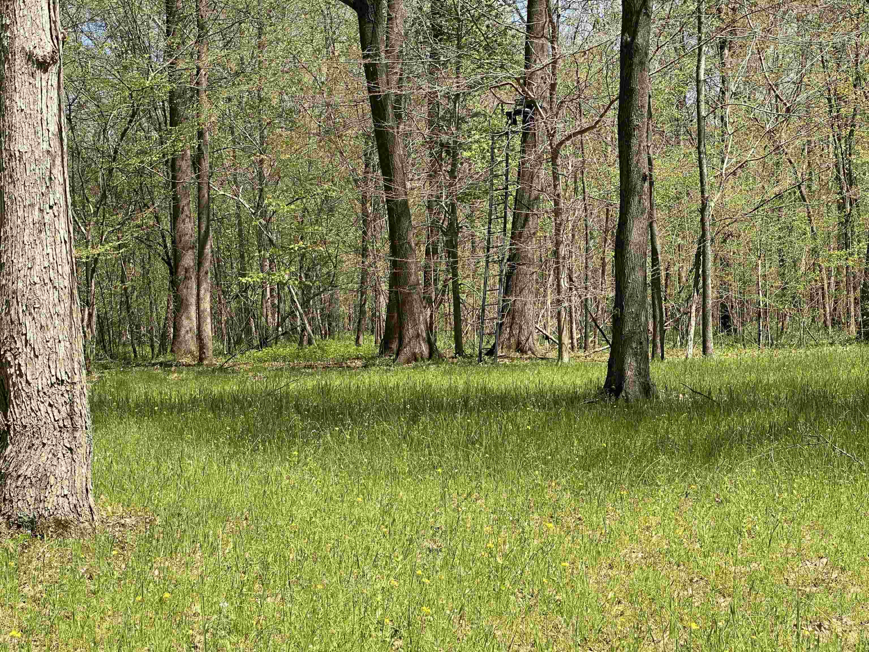 1690 Austin Springs Road Dukedom, TN 38226 - Photo 7 of 17 Photo 7