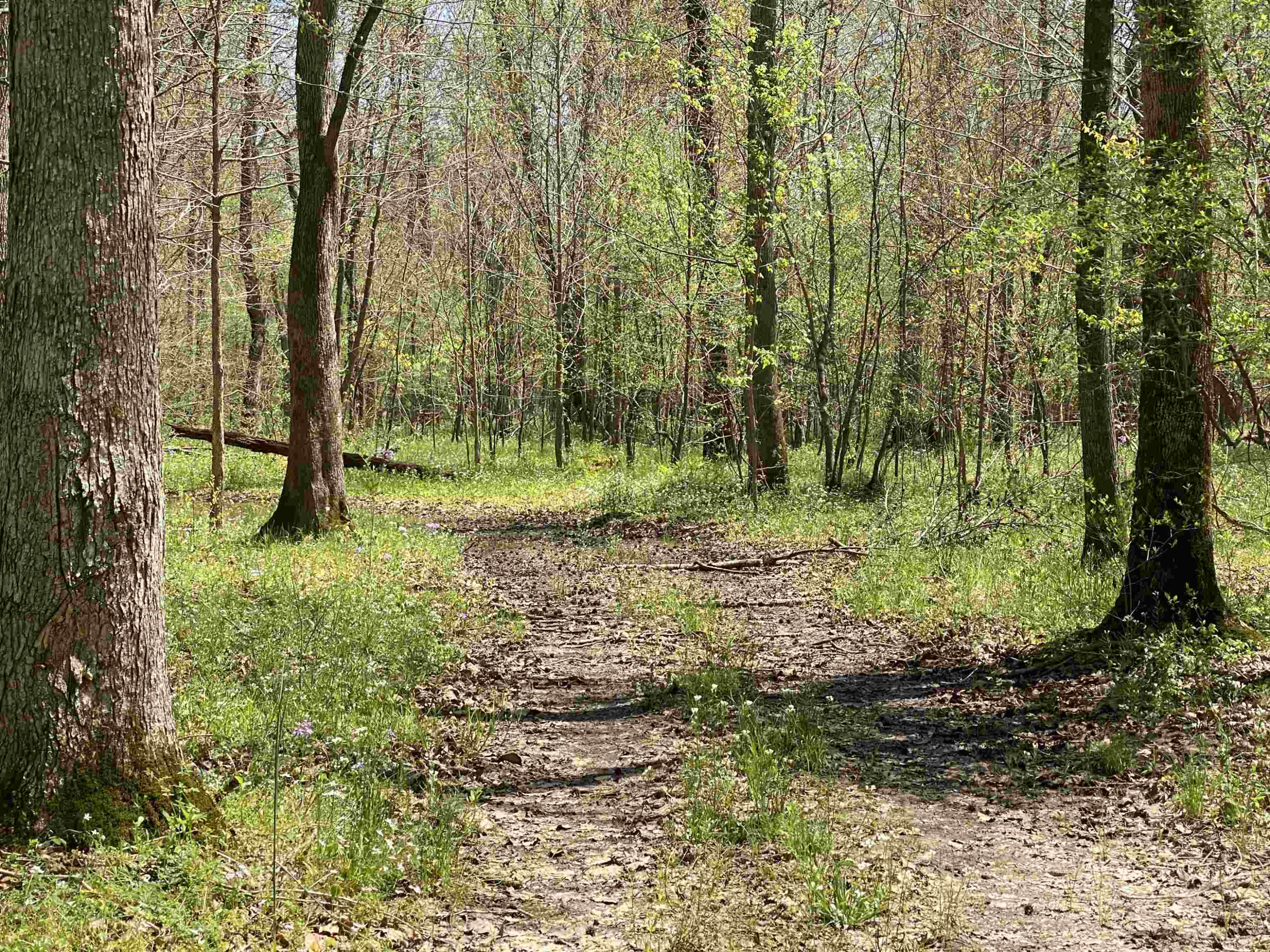 1690 Austin Springs Road Dukedom, TN 38226 - Photo 8 of 17 Photo 8