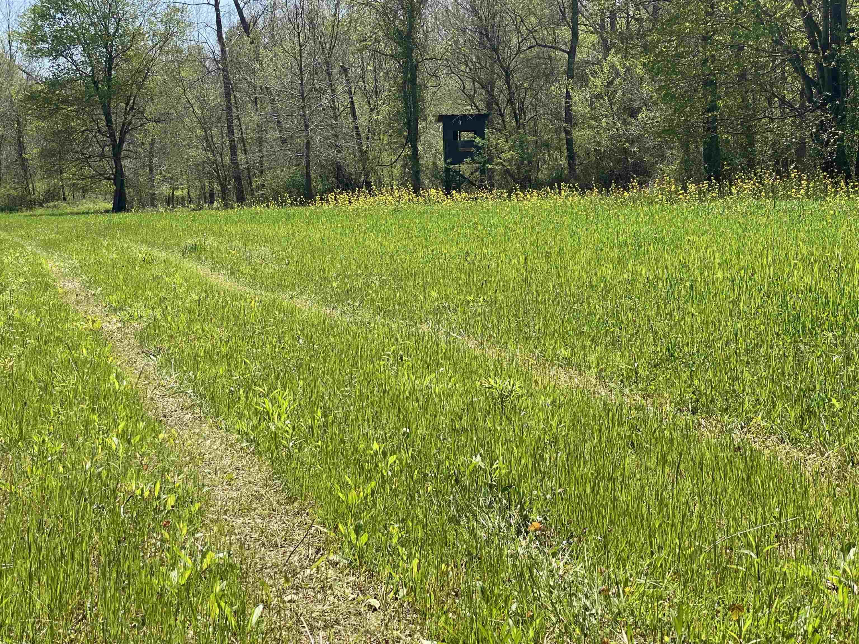 1690 Austin Springs Road Dukedom, TN 38226 - Photo 9 of 17 Photo 9