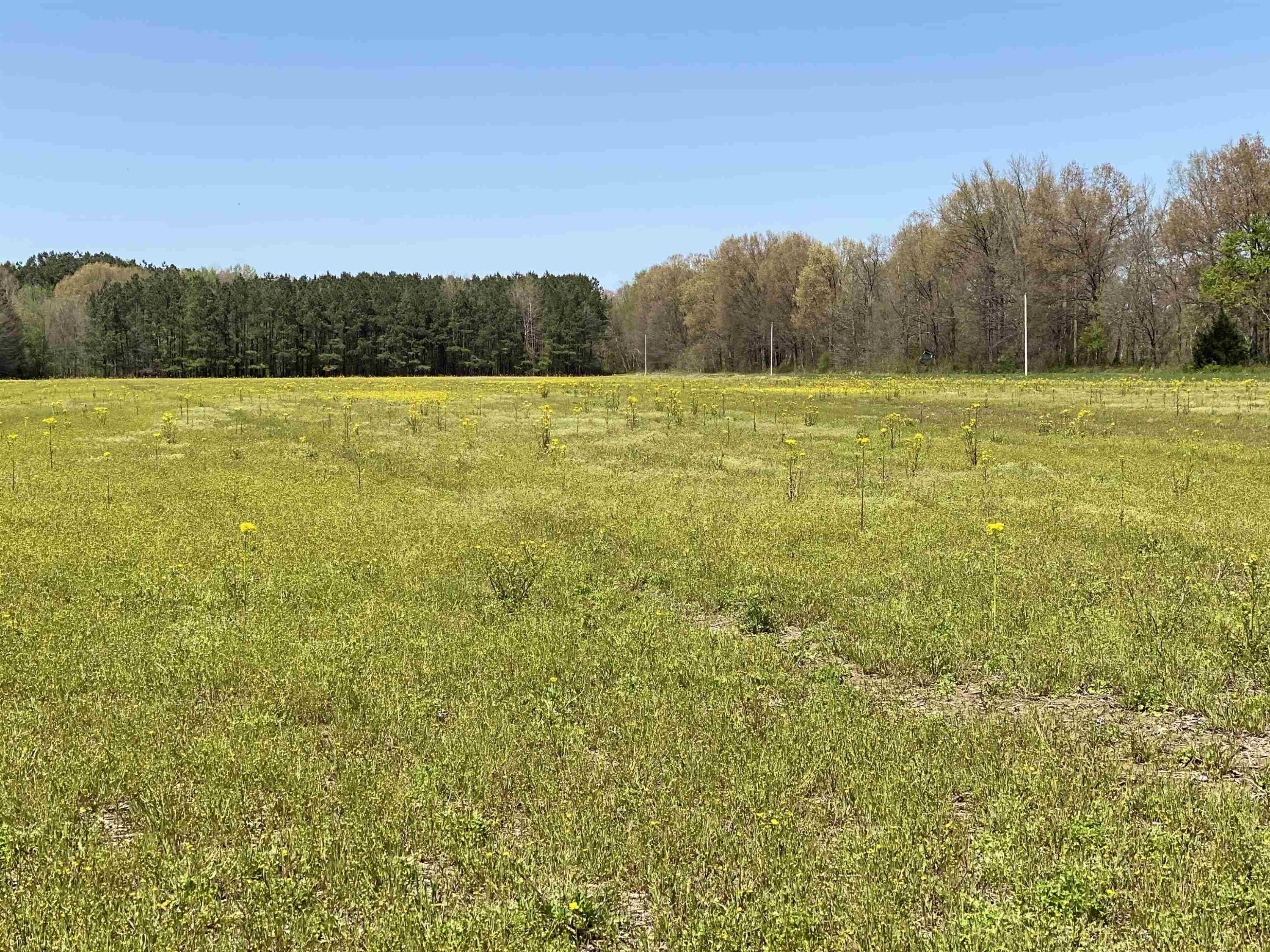 1690 Austin Springs Road Dukedom, TN 38226 - Photo 10 of 17 Photo 10