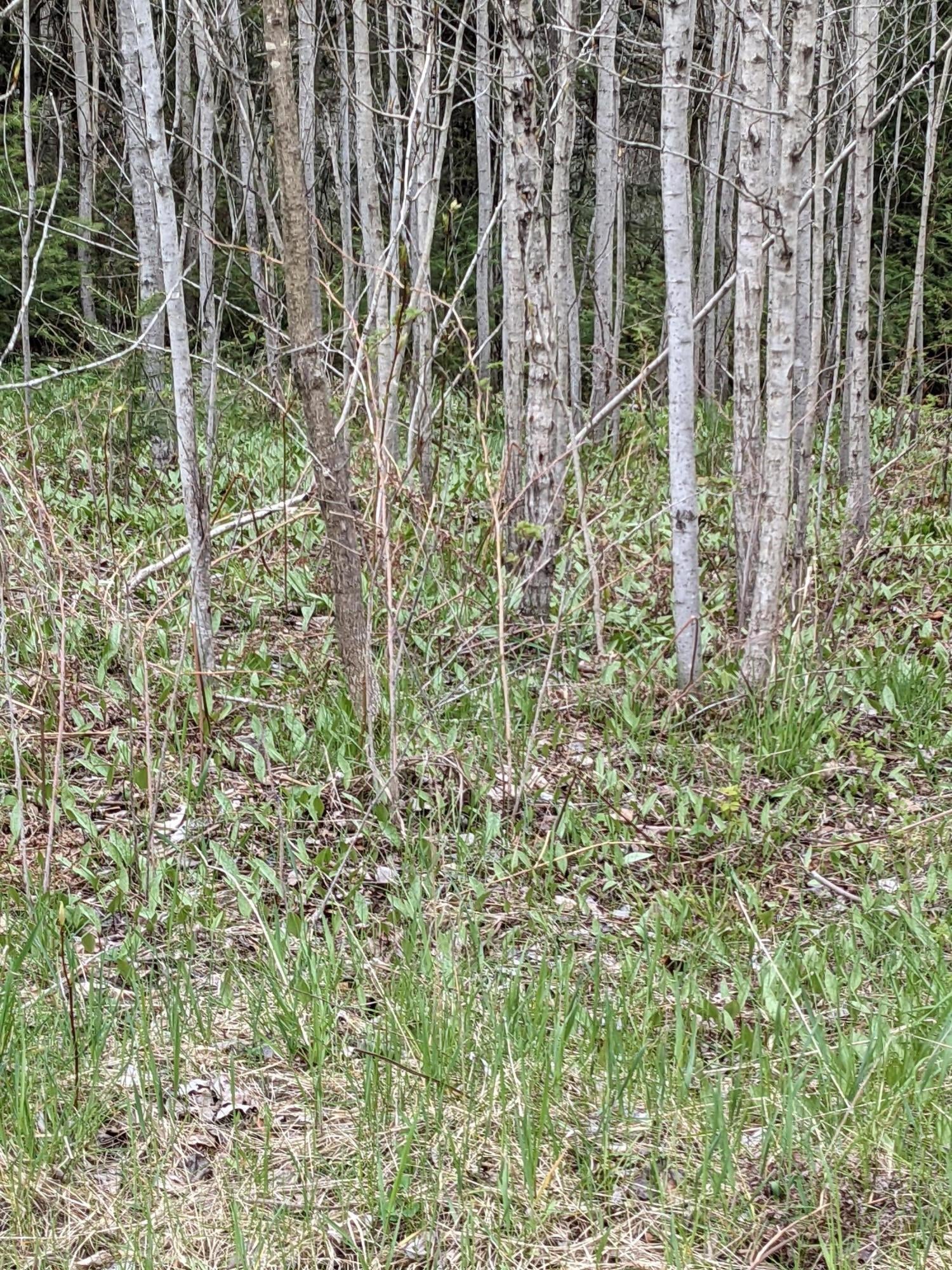 Hibner Road Atlanta, MI 49709 - Photo 24 of 25 Gallery Image 24