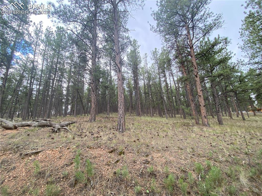 60 Pickens Road Florissant, CO 80816 - Photo 1 of 15 a view of a yard with trees