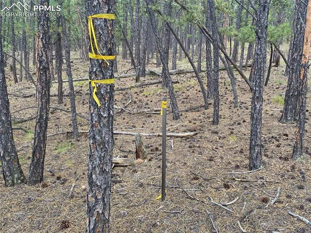 a view of a forest covered with trees