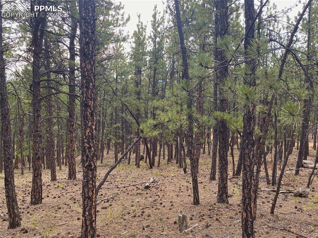 60 Pickens Road Florissant, CO 80816 - Photo 5 of 15 a view of a forest covered with trees