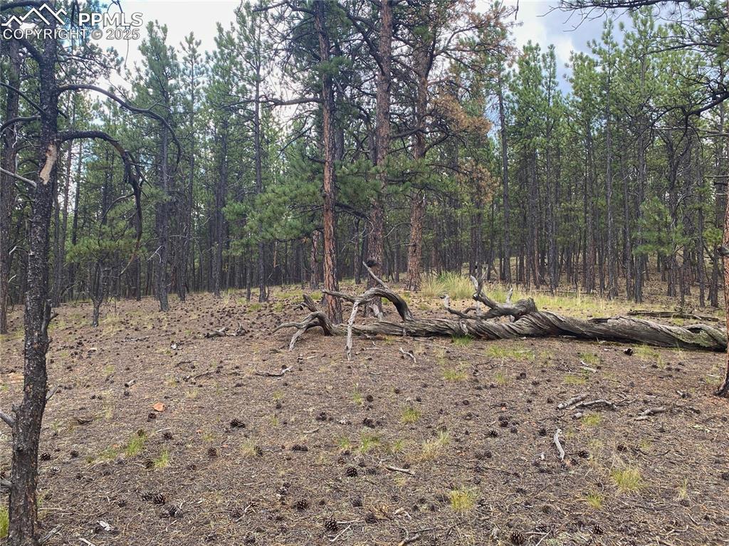 60 Pickens Road Florissant, CO 80816 - Photo 6 of 15 a view of a backyard with a bench