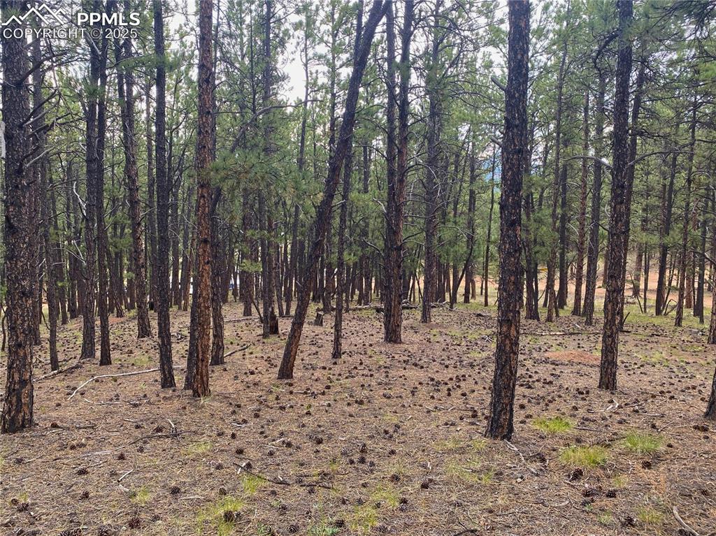 60 Pickens Road Florissant, CO 80816 - Photo 7 of 15 a view of a forest with trees