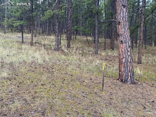 a view of outdoor space with trees all around