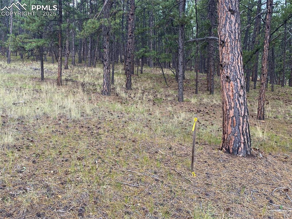 60 Pickens Road Florissant, CO 80816 - Photo 8 of 15 a backyard of a house with lots of green space