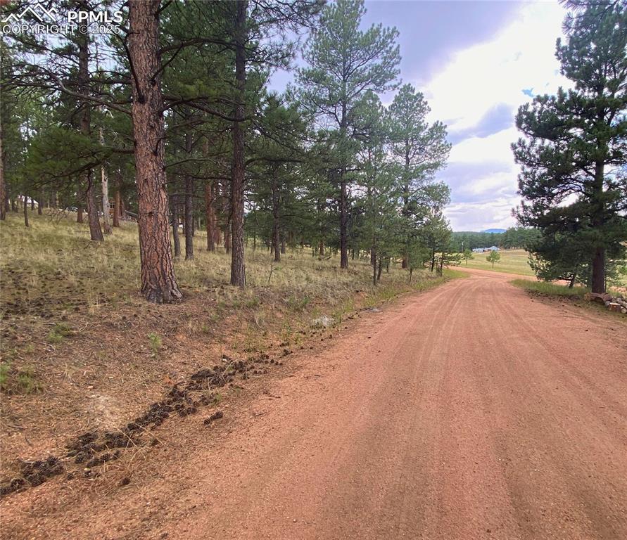 60 Pickens Road Florissant, CO 80816 - Photo 10 of 15 a view of dirt yard with a large tree