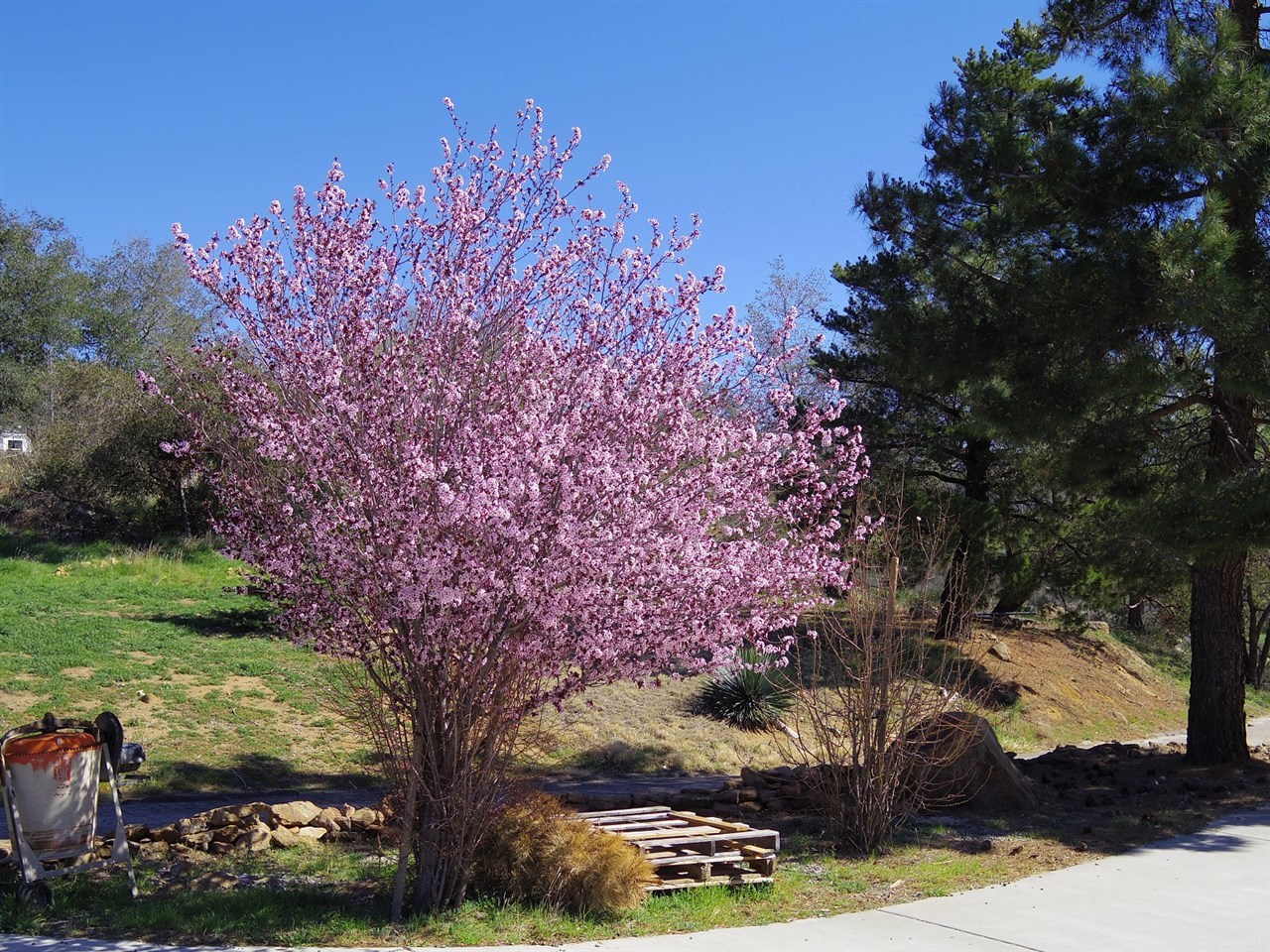 24010 Sherilton Valley Road Descanso, CA 91916 - Photo 19 of 22