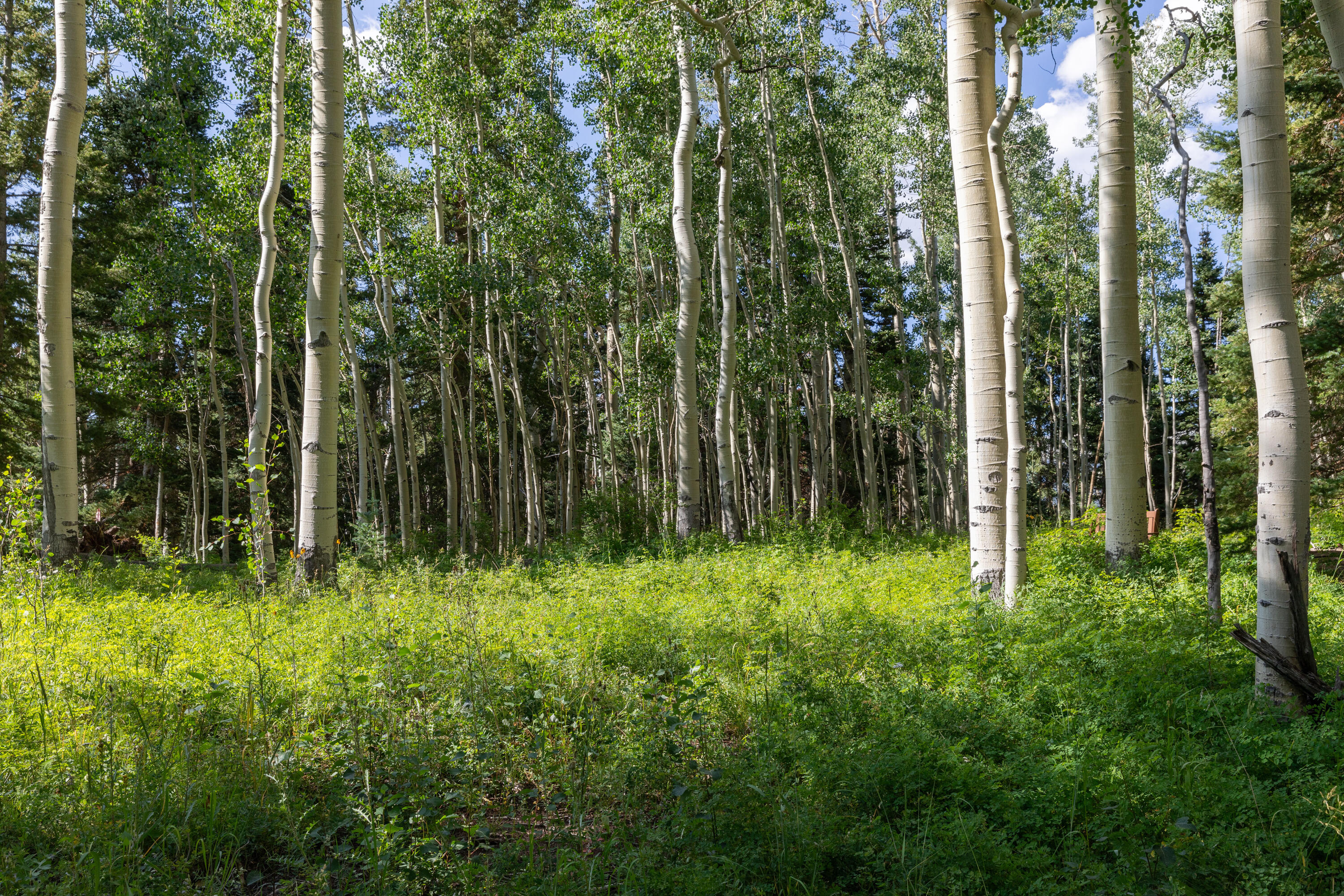 Tbd Elk Run Telluride, CO 81435 - Photo 7 of 18 a view of a garden