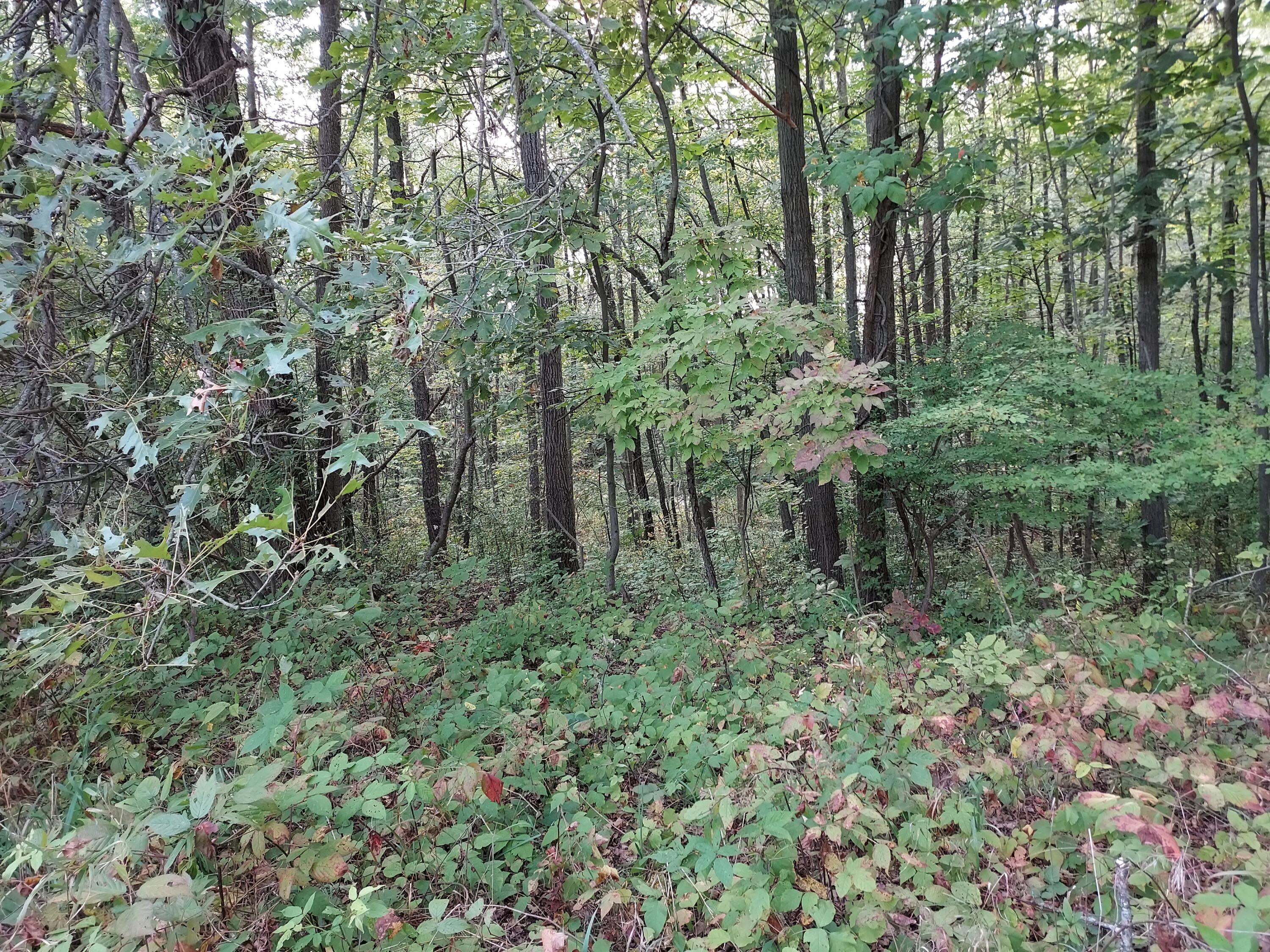 0 Chandler Road Jerome, MI 49249 - Photo 8 of 14 20210913_174806