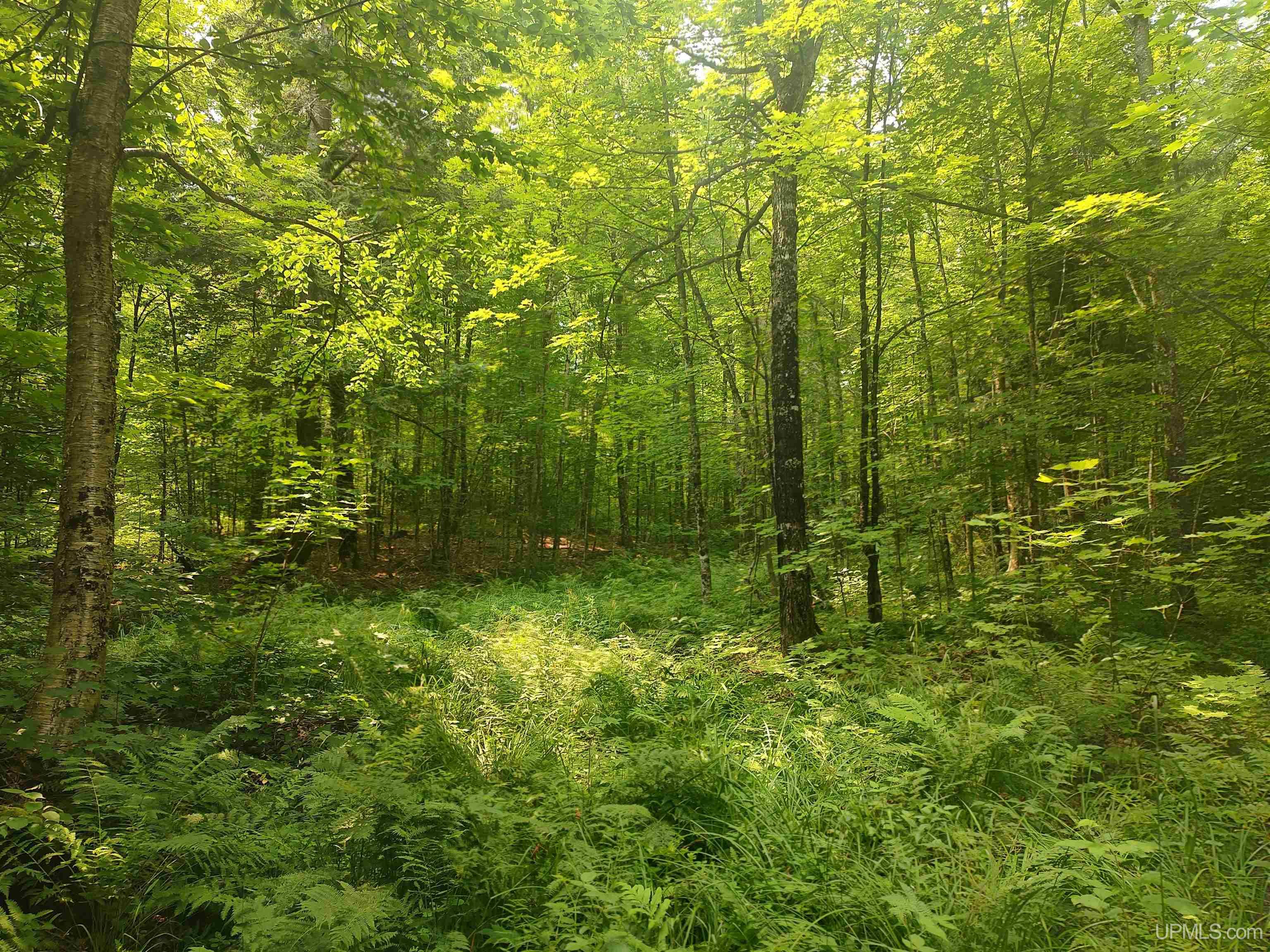 60-acres Sleepy Hollow Road Ishpeming, MI 49849 - Photo 18 of 29
