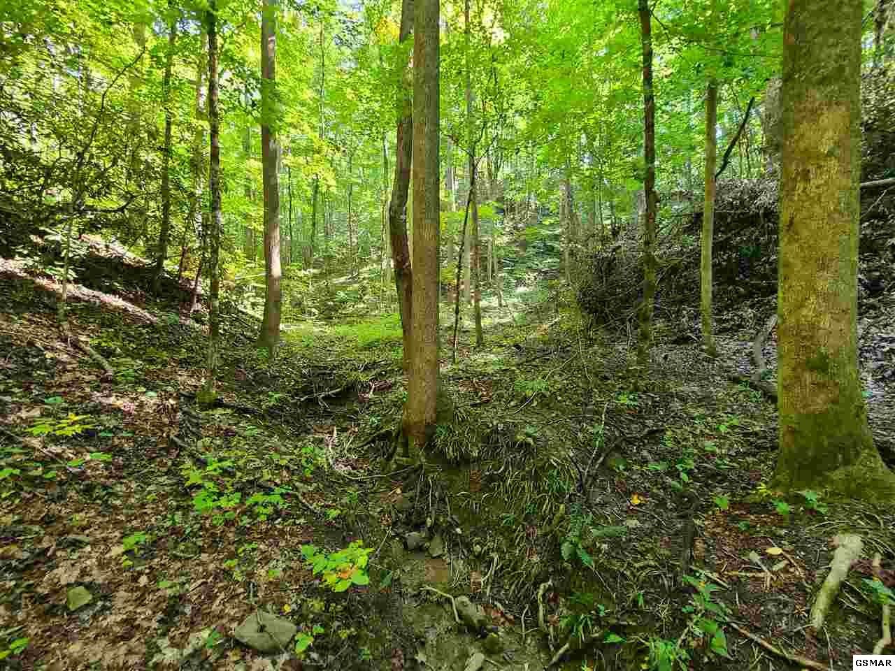 0 Jones Cove Road Cosby, TN 37722 - Photo 2 of 14 Gallery Image 2
