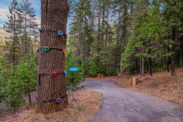a view of a yard with plants and tree