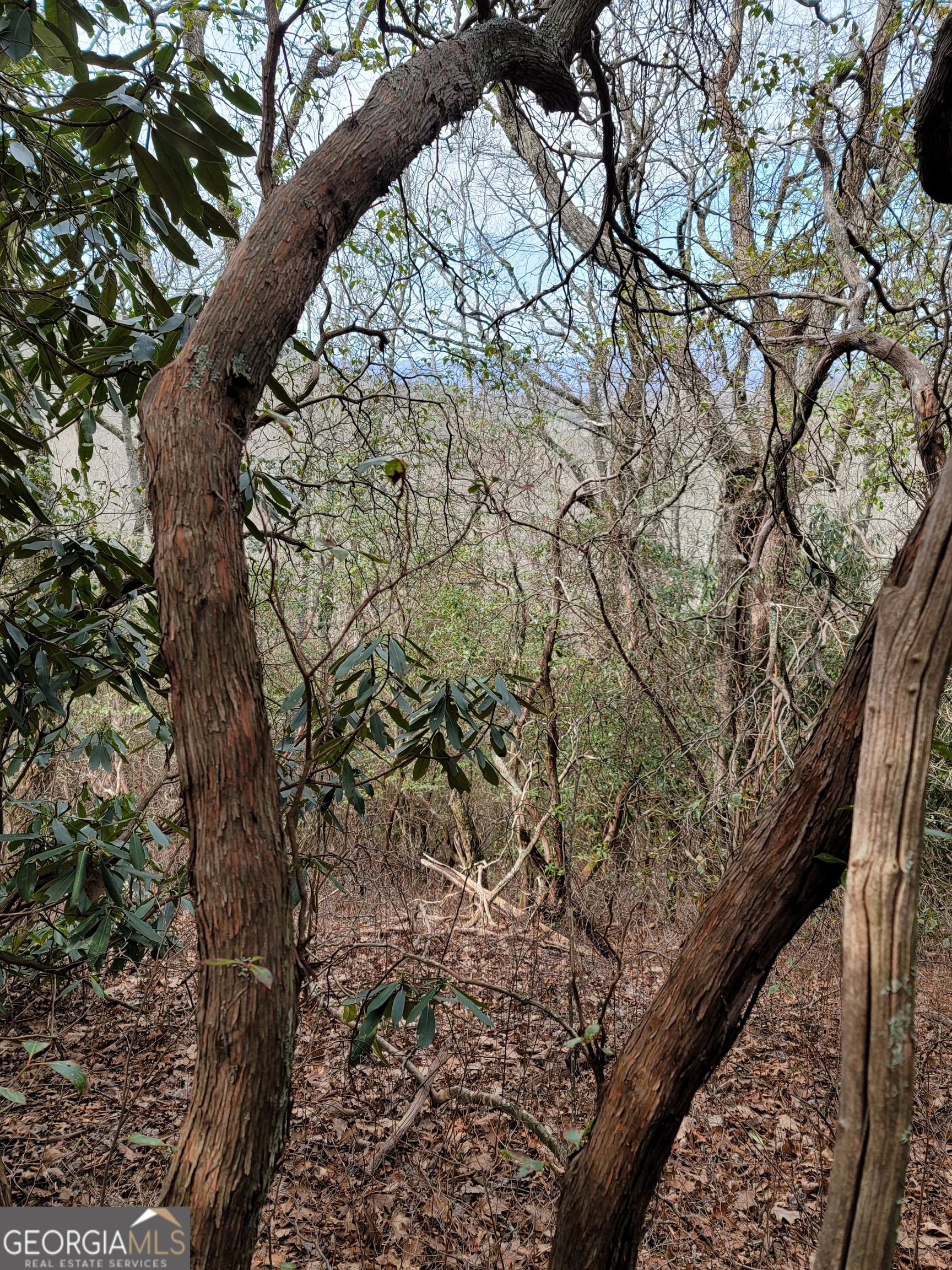 0 Bald Mountain Road, Unit 55 57 Dillard, GA 30537 - Photo 13 of 21 a view of tree