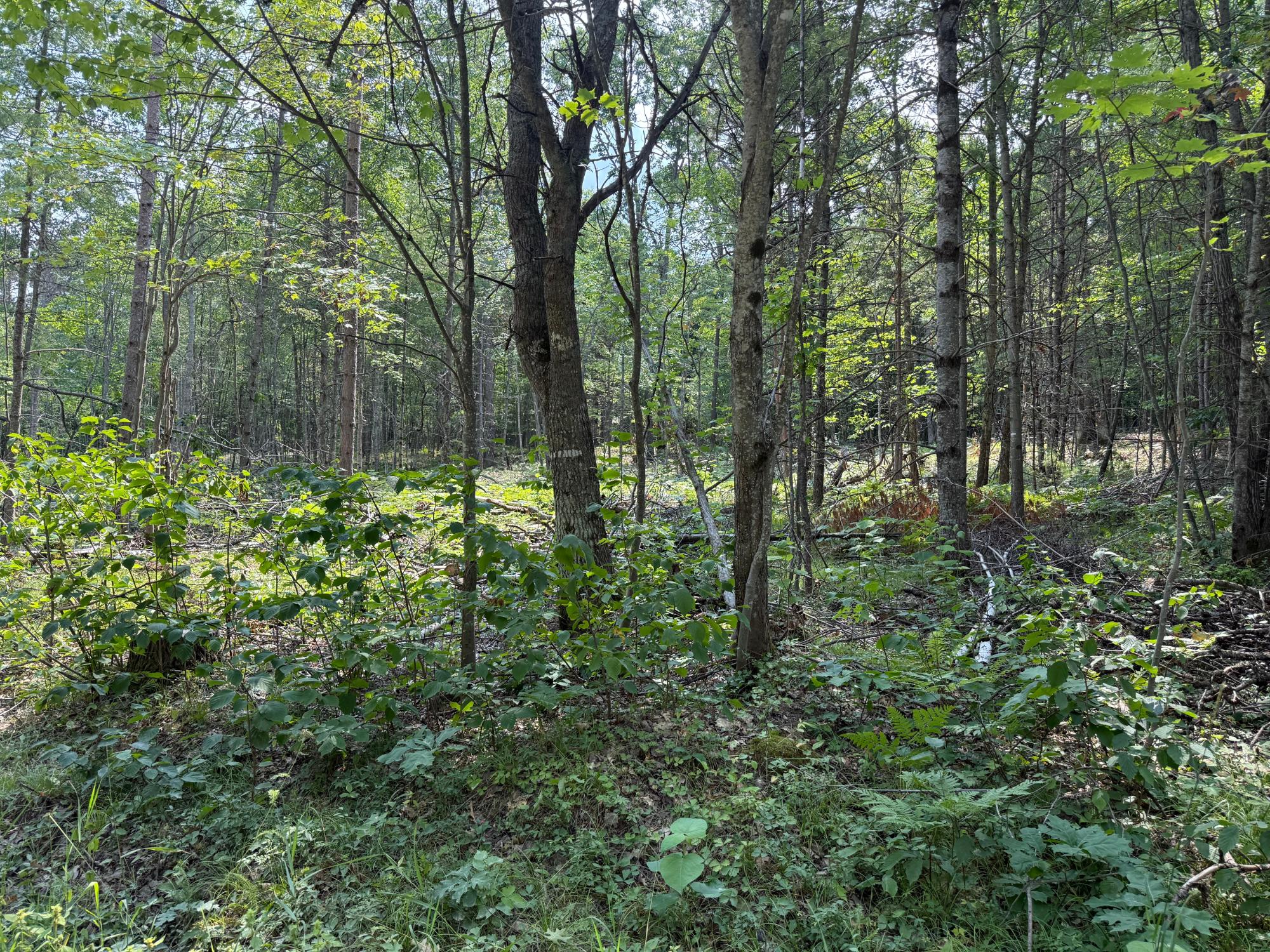 On Star Lake Road Eagle River, WI 54521 - Photo 13 of 15 Gallery Image 13