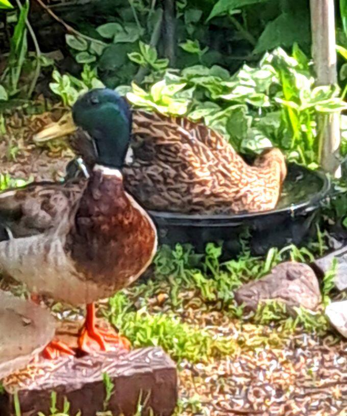 308 Adams Street Fort Atkinson, WI 53538 - Photo 32 of 37 308 adams duck