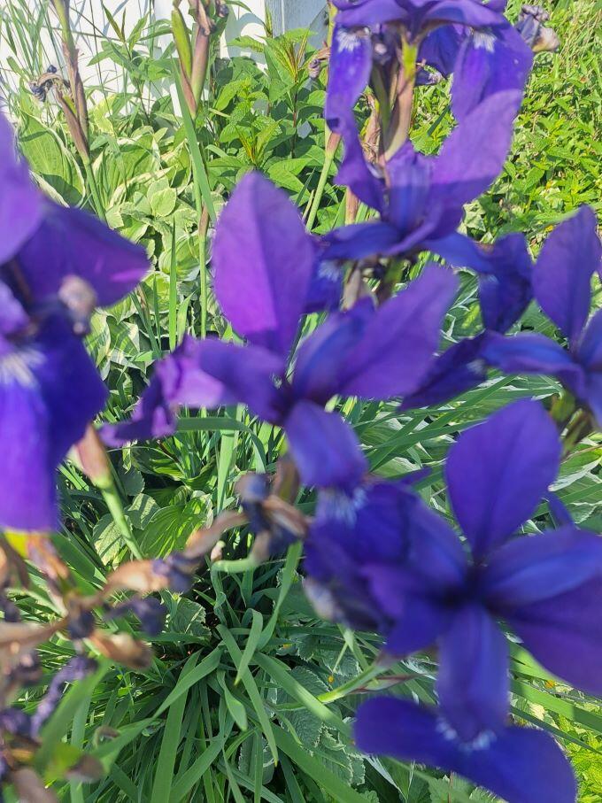 308 Adams Street Fort Atkinson, WI 53538 - Photo 34 of 37 308 adams up close flowers