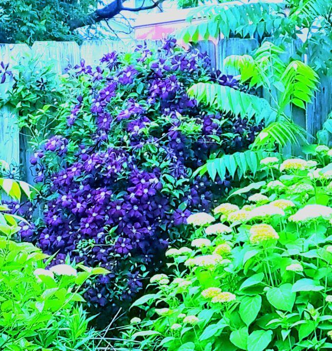 308 Adams Street Fort Atkinson, WI 53538 - Photo 35 of 37 308 adams purple flowers