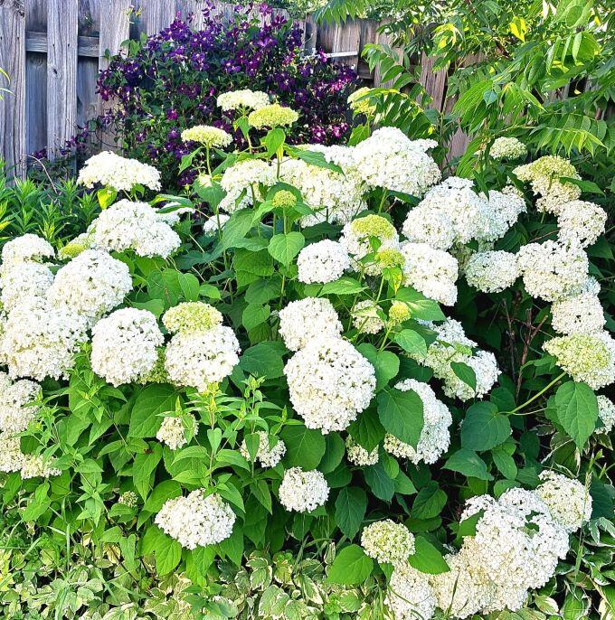308 Adams Street Fort Atkinson, WI 53538 - Photo 36 of 37 308 adams white flowers