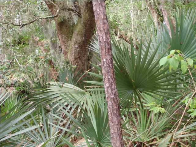 2 Toogoodoo Road Meggett, SC 29449 - Photo 15 of 24 Additional Photo