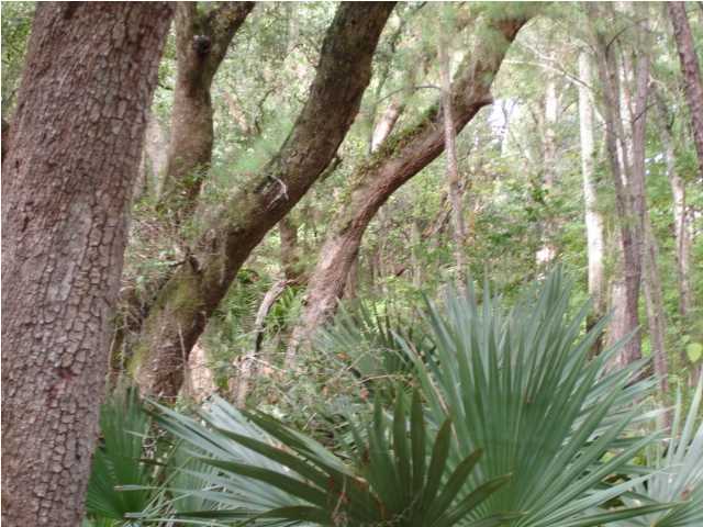2 Toogoodoo Road Meggett, SC 29449 - Photo 16 of 24 Additional Photo